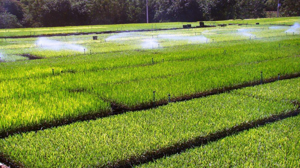 Inovação agro vai detectar parasitas nas lavouras de soja