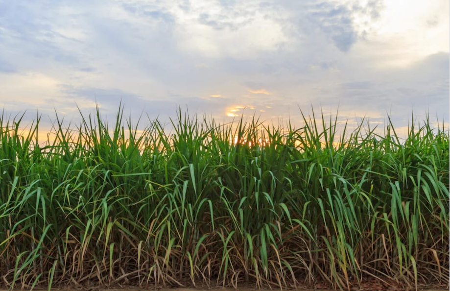 Nutrição foliar ganha espaço estratégico no setor sucroenergético