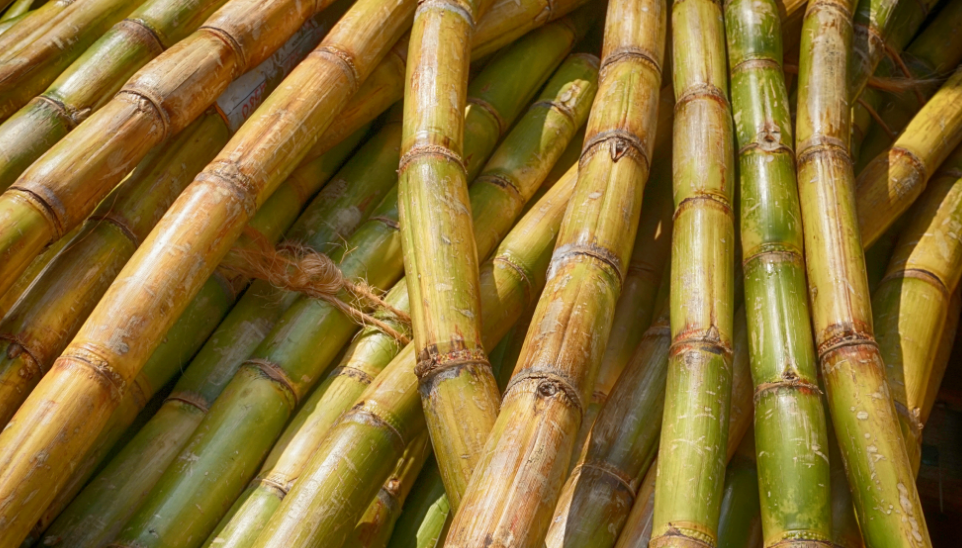 Da inovação à escala: a próxima fase do polietileno I'm green™ de fonte renovável