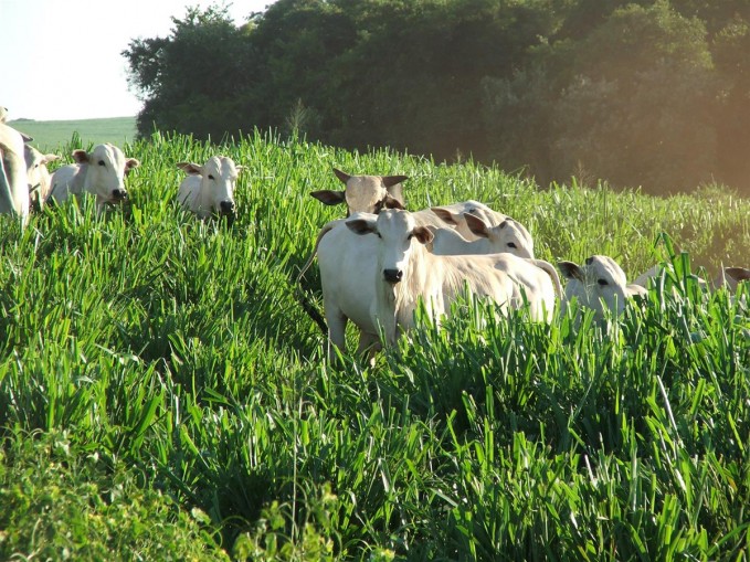 Brasil faz ação para promover carne bovina na Europa