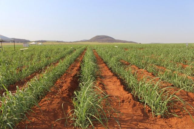 Tecnologias IB de bioinsumos trazem benefício econômico de R$ 398,5 milhões anuais para agro brasileiro