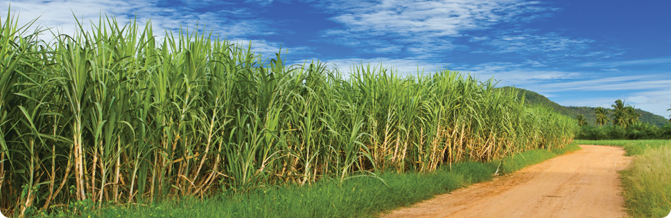 BP Bunge Bioenergia lança o programa Allia: Plataforma de negócios exclusiva para fornecedores de cana-de-açúcar