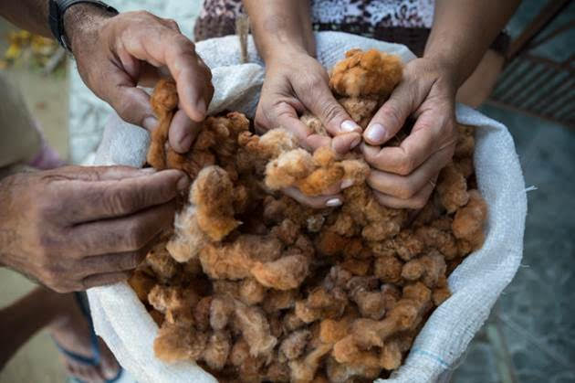 Edital da WTT sobre a produção de algodão agroecológico seleciona oito propostas vencedoras