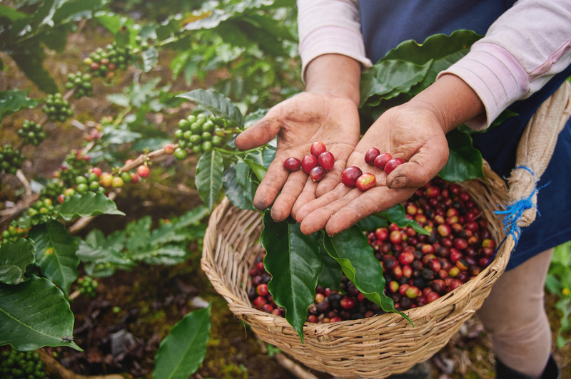 Motores elétricos facilitam a produção e cultivo do café