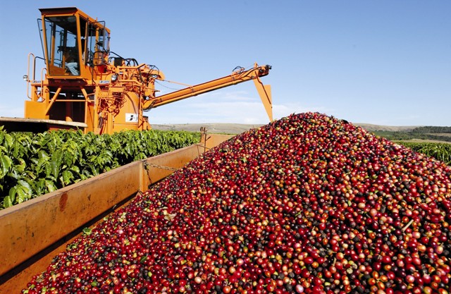 País exporta 3,2 milhões de sacas de café em setembro