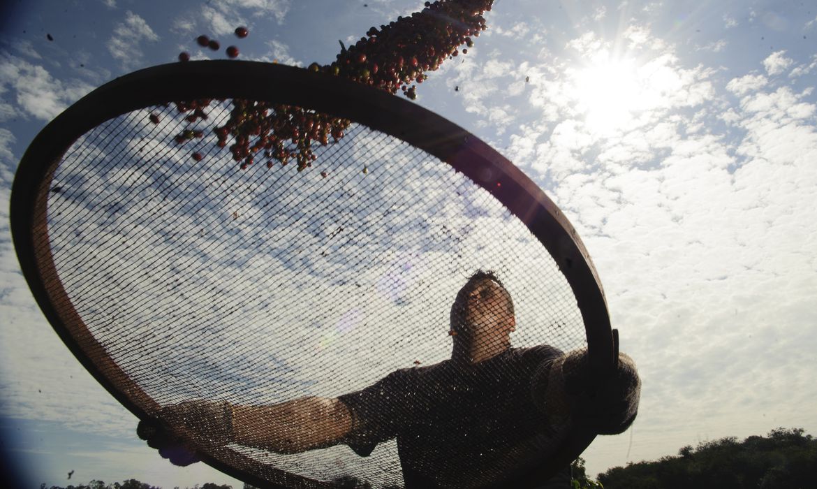 Brasil exporta 40 milhões de sacas de café no ano-safra 2019/20