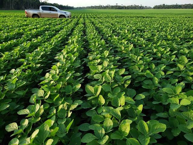 Agricultores apontam os principais resultados obtidos na PlantUP